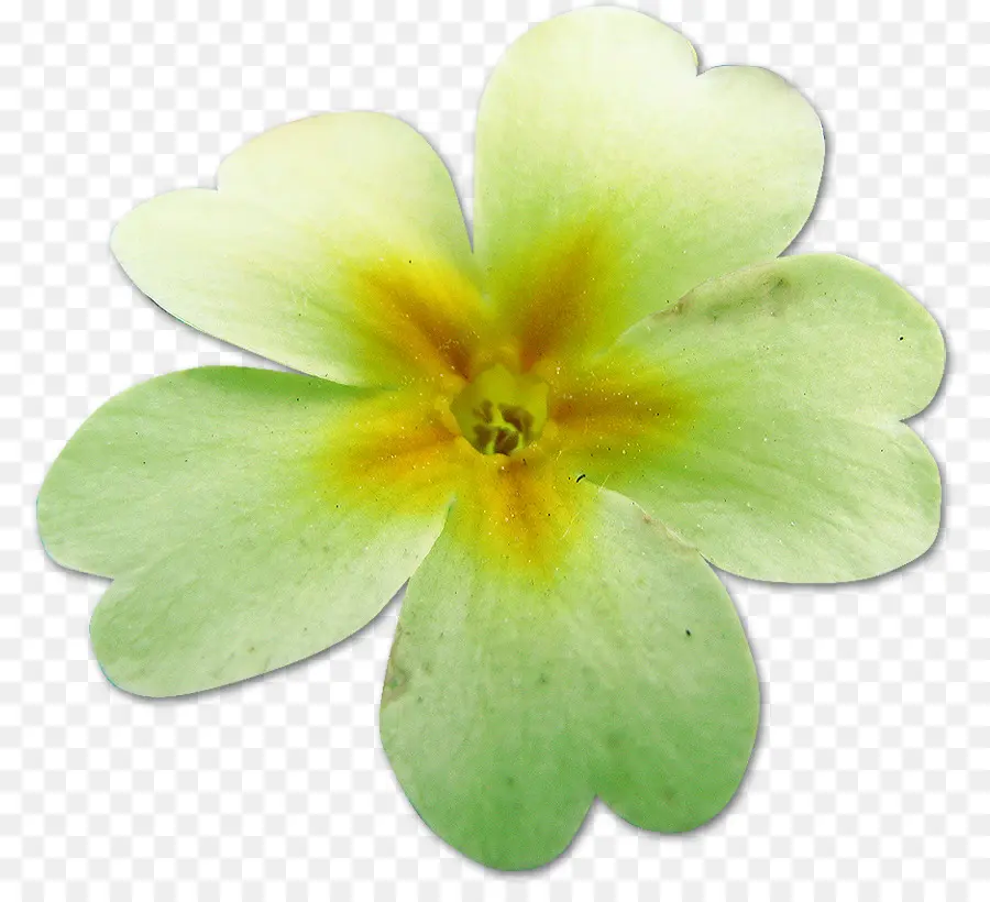 Çuhaçiçeği，çiçek PNG