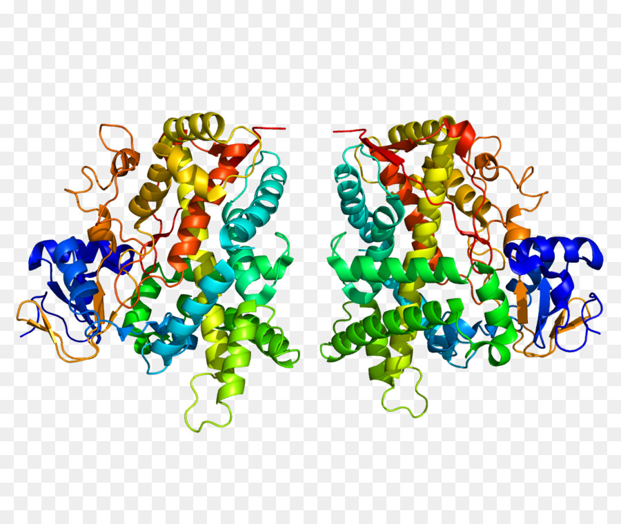 Protein Yapısı，Molekül PNG