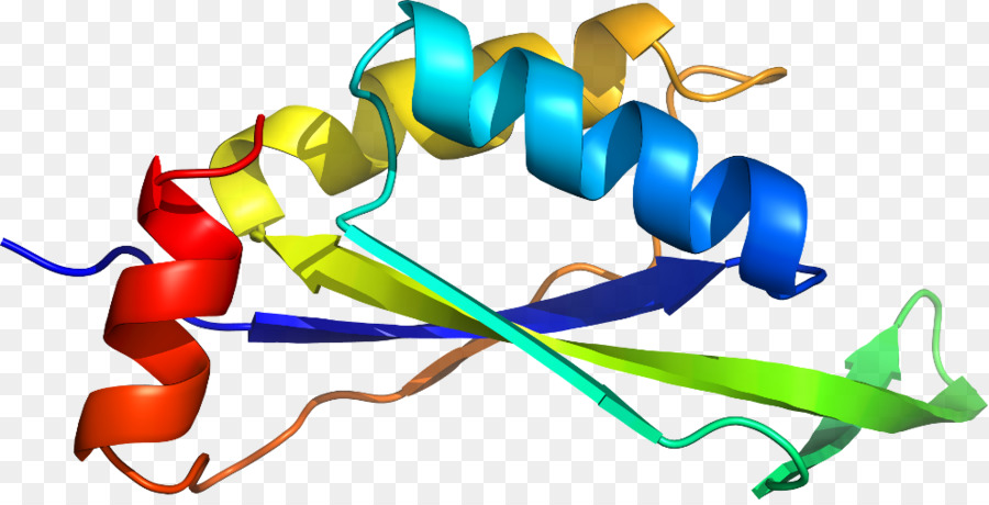 Protein Sarmalı，Molekül PNG