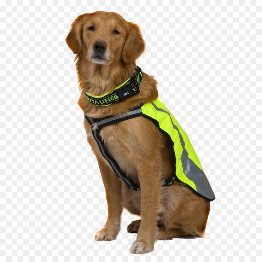 Köpek ırkı，Köpek PNG