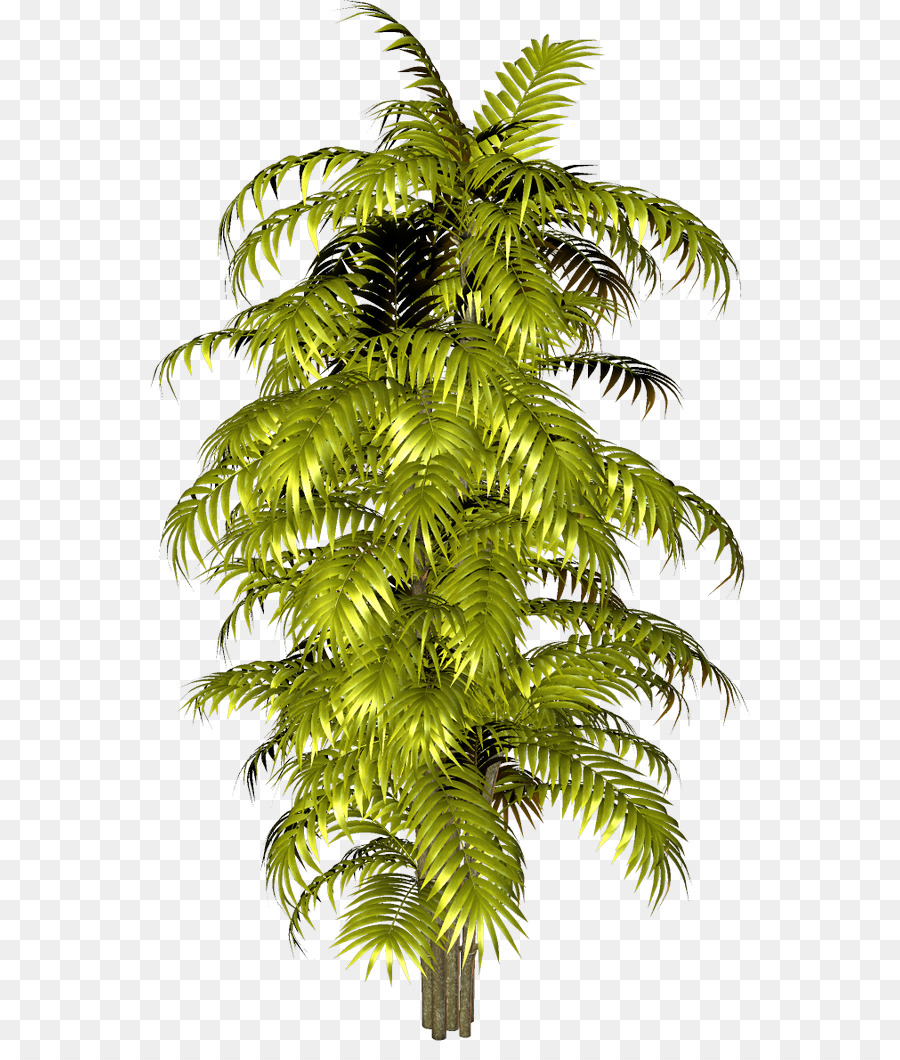 Arecaceae，Üye PNG