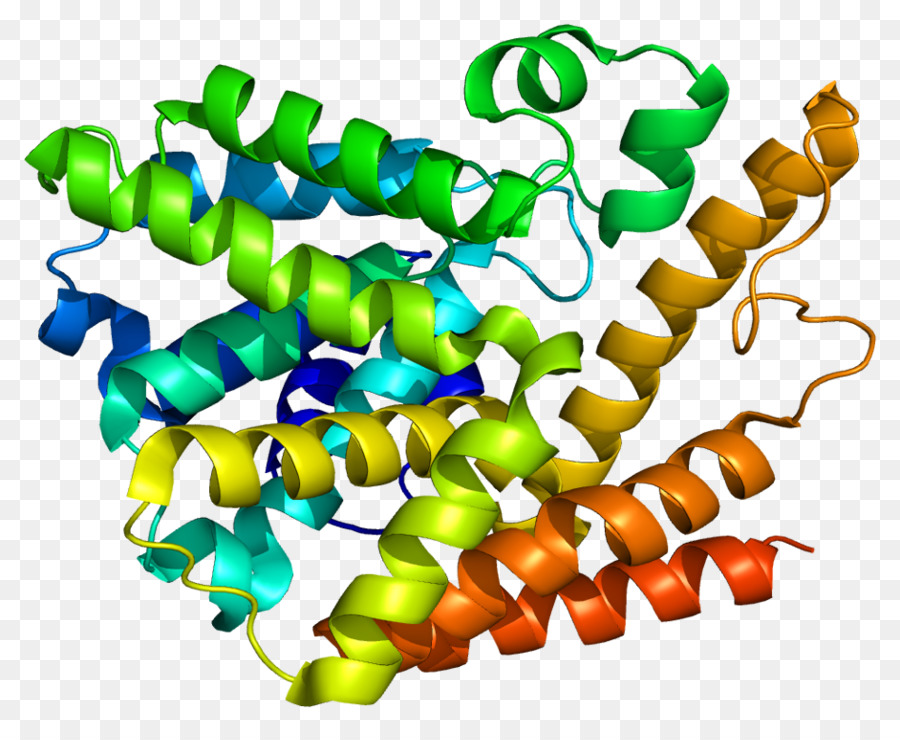 Protein Yapısı，Molekül PNG