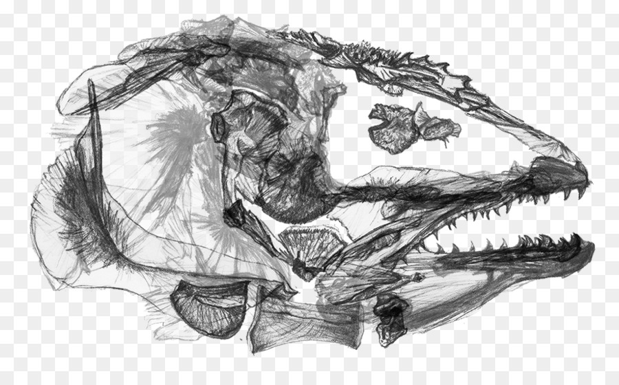 Tyrannosaurus，çene PNG