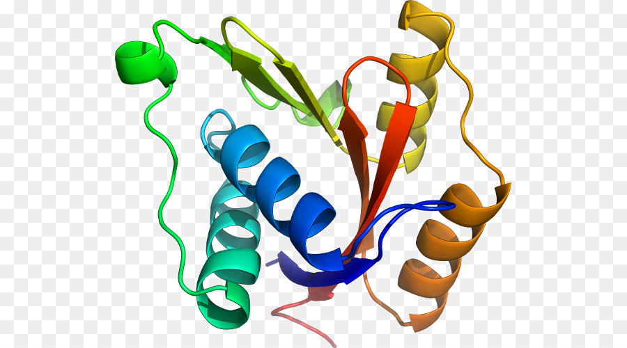 Protein Yapısı，Molekül PNG