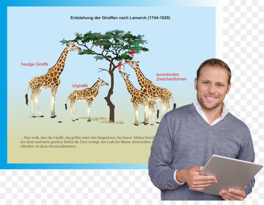 Zürafa，Eğitim Yazılımı PNG