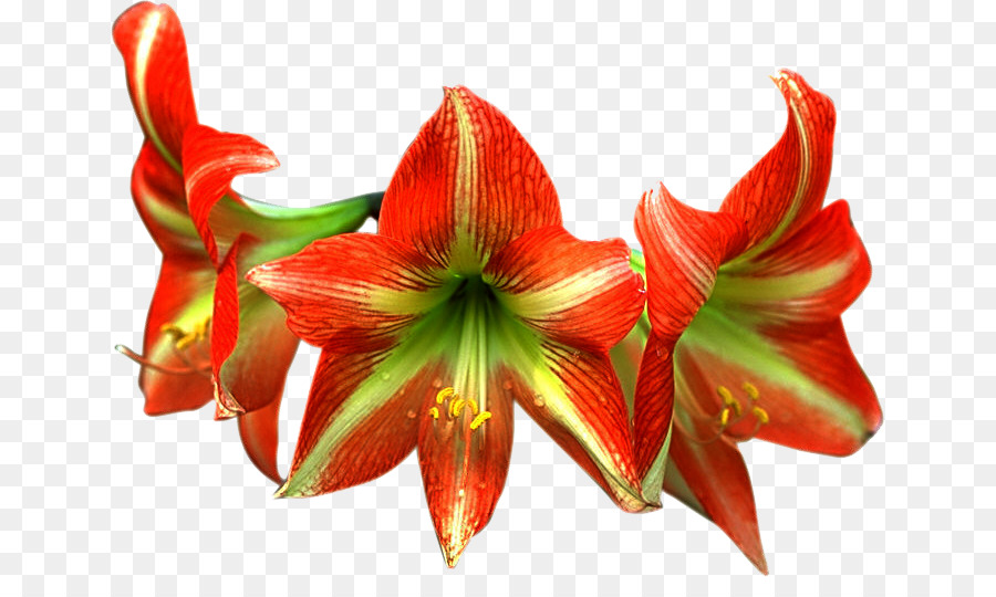 çiçek，Resim PNG
