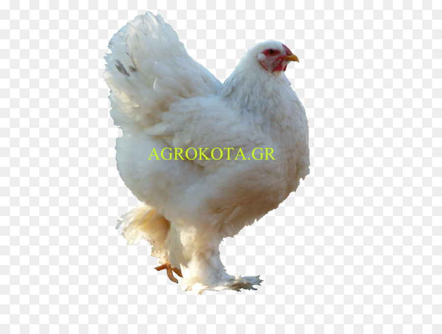 Siyah Beyaz Horoz，Kuş PNG