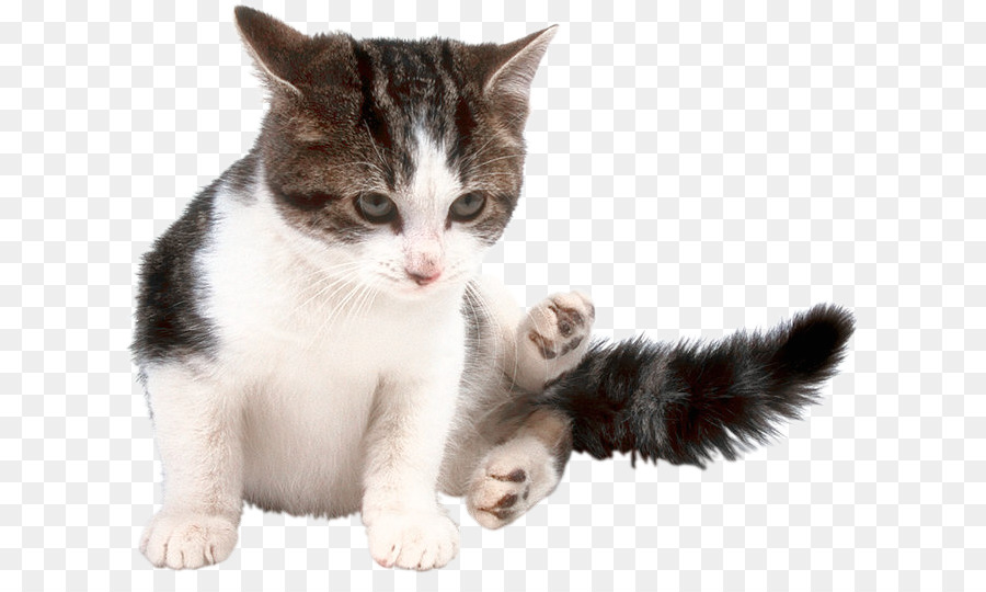 Yavru Kedi，Kedi PNG