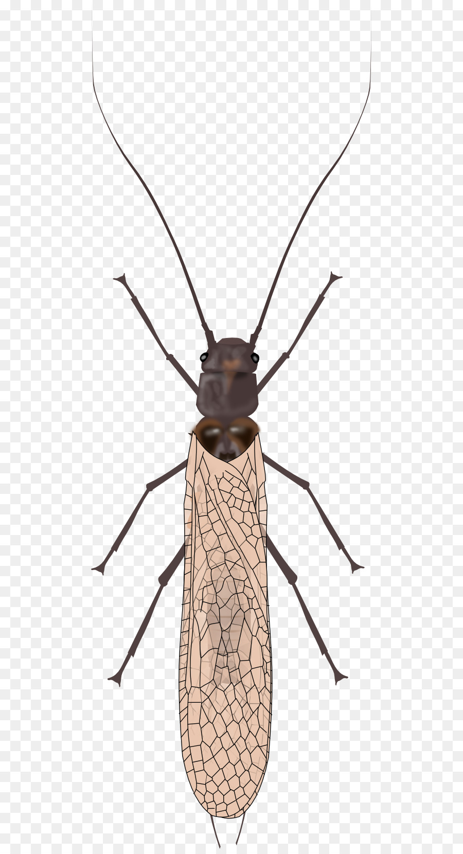Siphonoperla，Böcek PNG