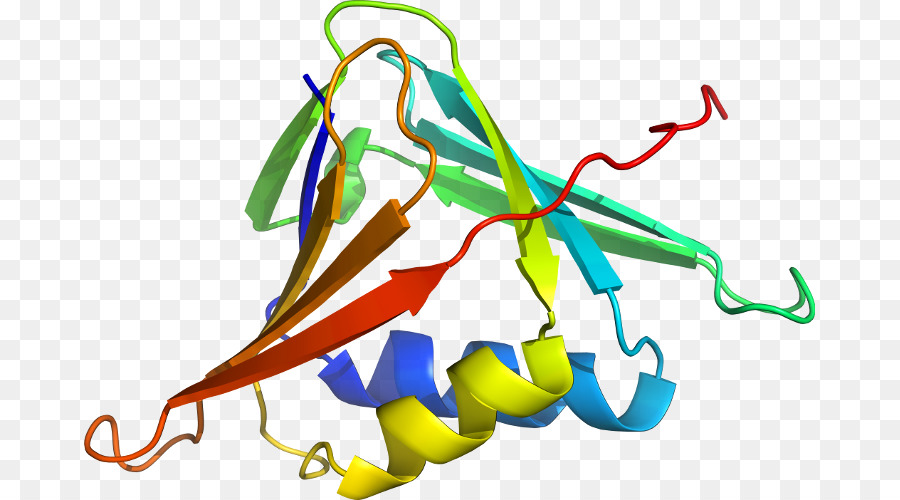 Protein Yapısı，Molekül PNG