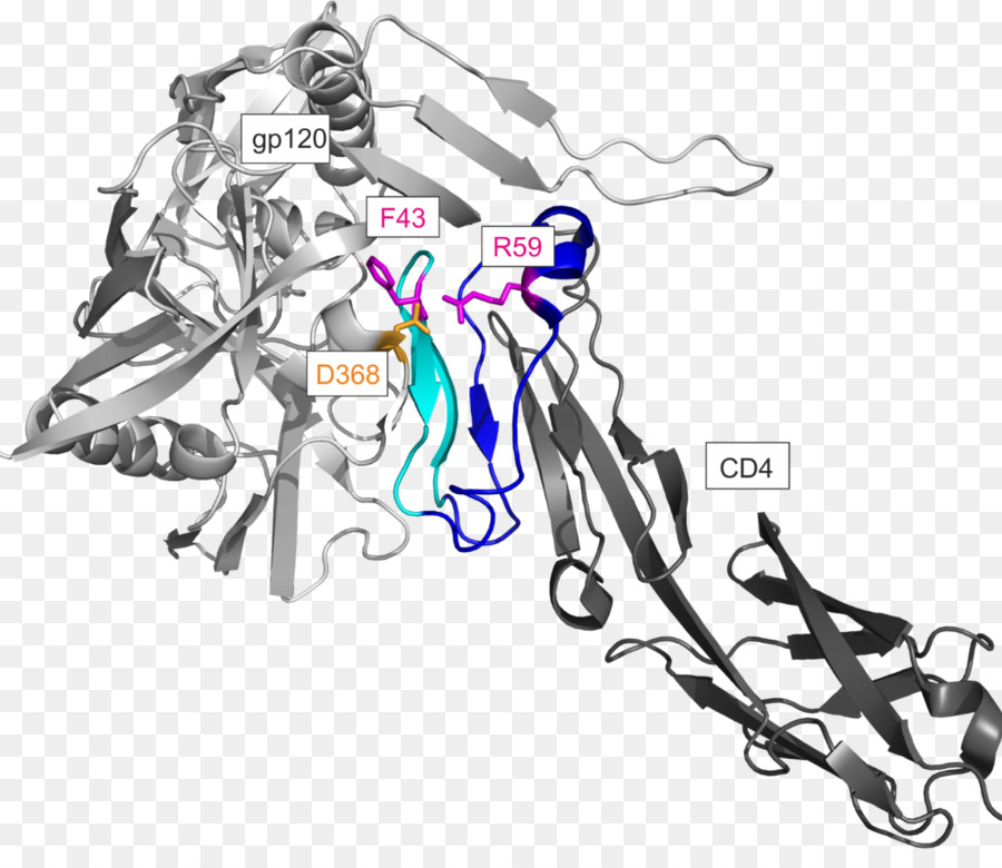 Cd4，Zarf Glikoprotein Hatırlanması PNG