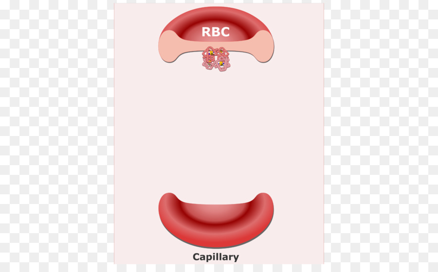 Kırmızı Kan Hücreleri，Kılcal PNG