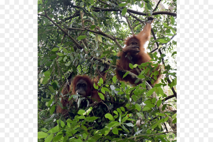 Orangutan，Sumatra Orman Trek PNG