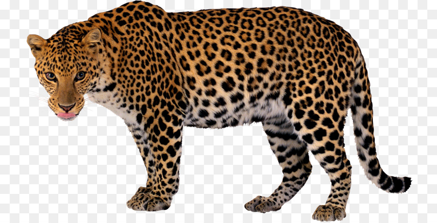 Leopar，Kedigilleri PNG