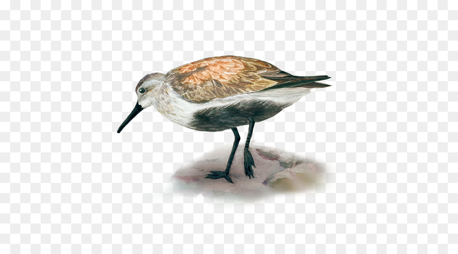 Dunlin，Ruddy Taşçeviren PNG