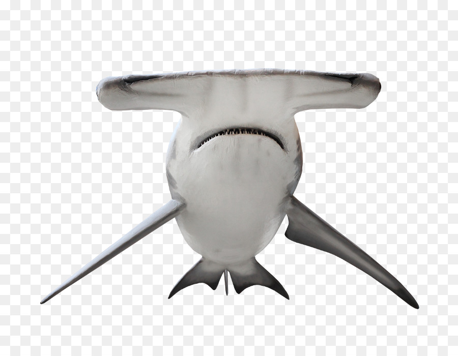 Köpekbalığı，Büyük Hammerhead PNG