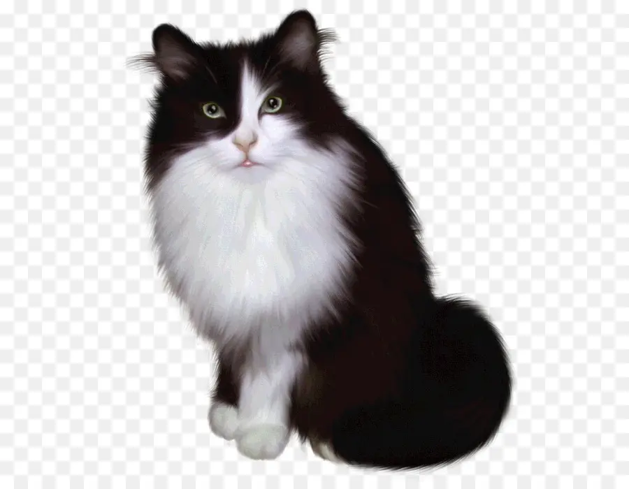 Siyah Beyaz Kedi，Kedi PNG