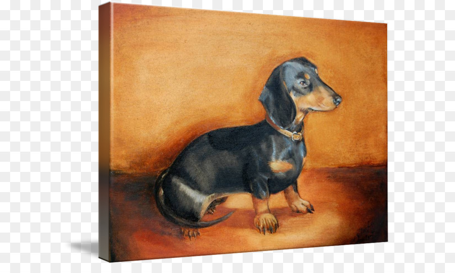 Dachshund Boyama，Köpek PNG