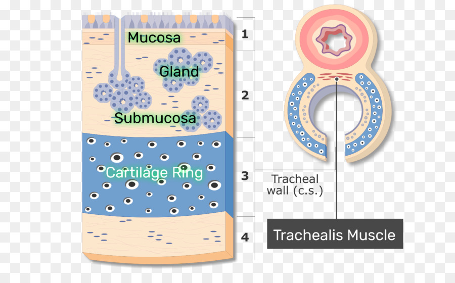 Trakea Diyagramı，Soluk Borusu PNG