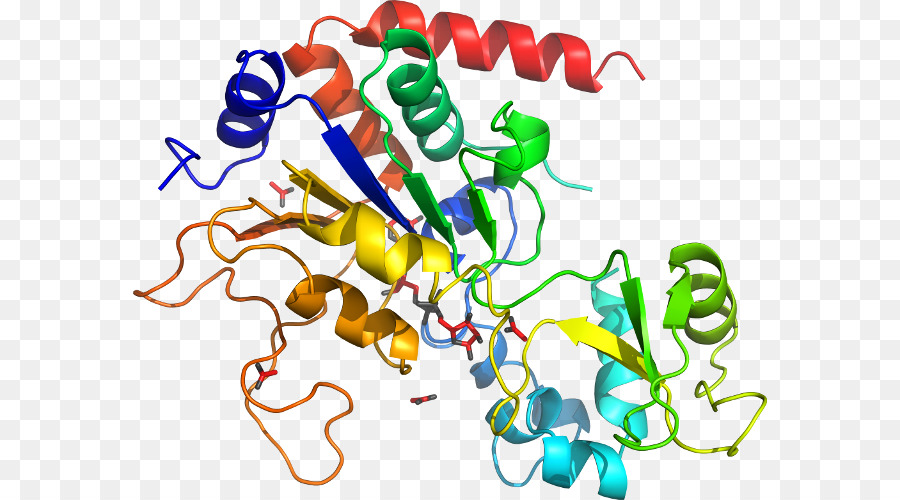 Protein Yapısı，Molekül PNG