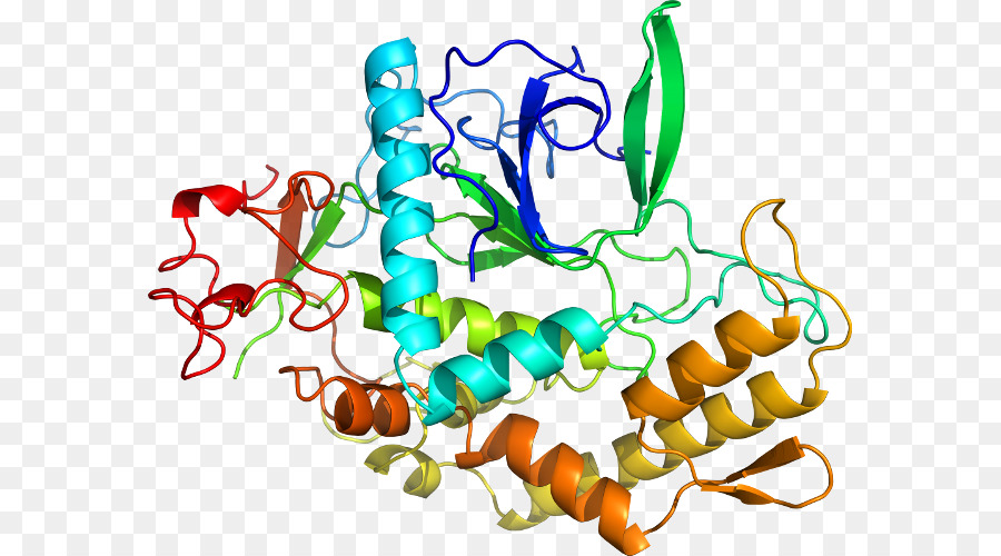 Protein Yapısı，Molekül PNG