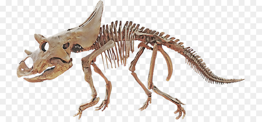 Dinozor İskeleti，Tarih öncesi PNG