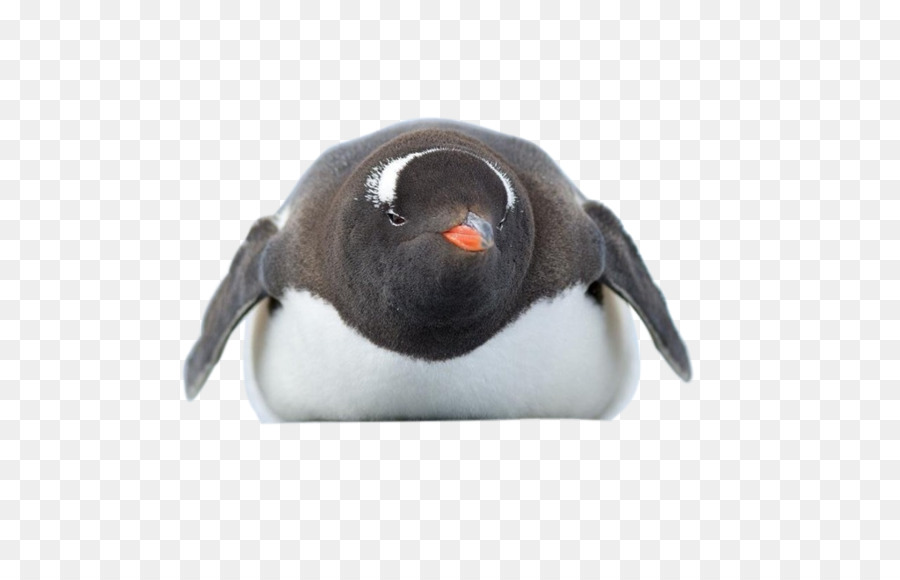 Penguen，Kuş PNG