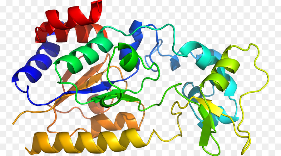 Protein Yapısı，Molekül PNG