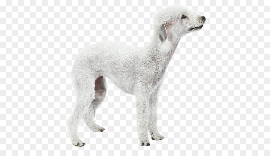 Köpek ırkı，Saluki PNG