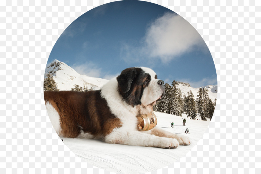 St Bernard，Köpek Yavrusu PNG