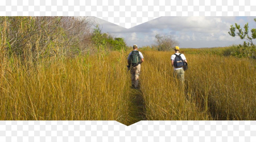 Everglades Ulusal Parkı，Bataklık PNG