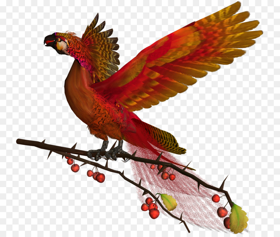 Kuş，Crissal Dövenleri PNG
