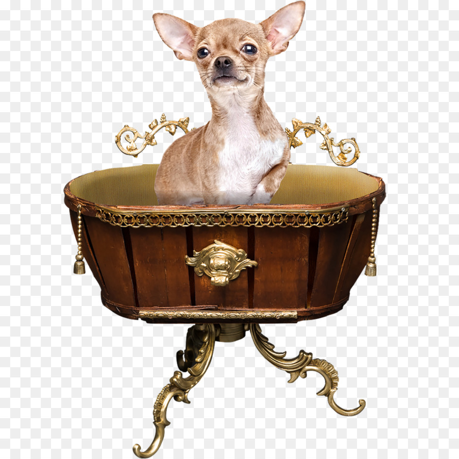 Chihuahua，Köpek ırkı PNG