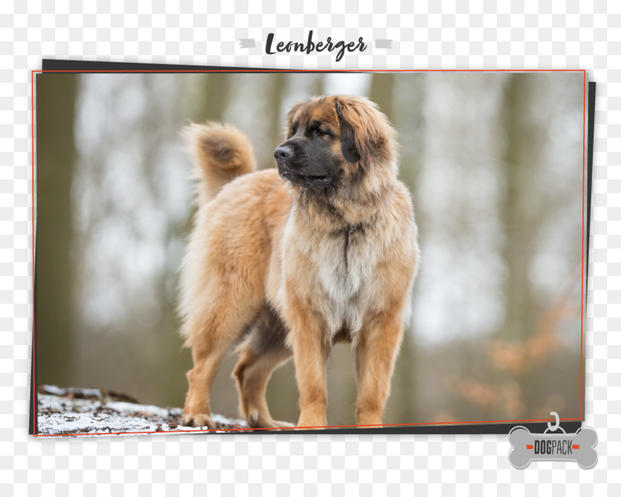 Köpek ırkı，Leonberg PNG