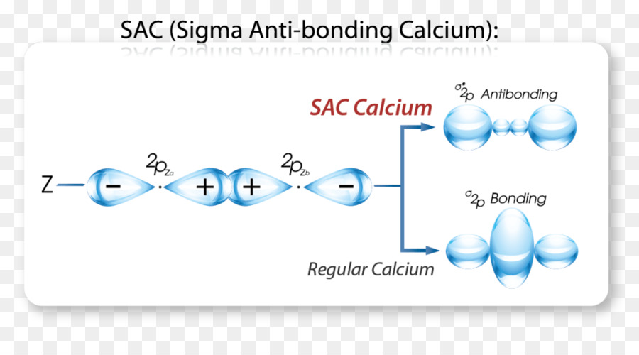 Kalciumbinding Protein，Kalsiyum PNG