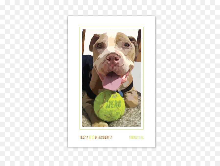 Köpek ırkı，Amerikan Pit Bull Terrier PNG