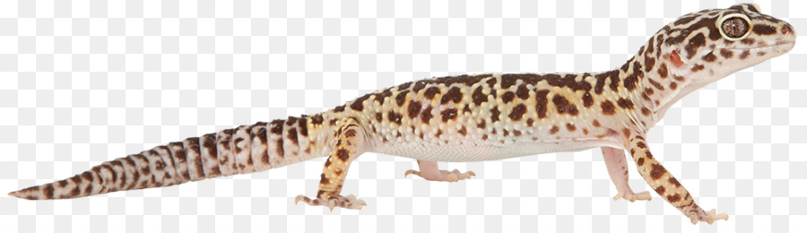 Geko，Fauna PNG