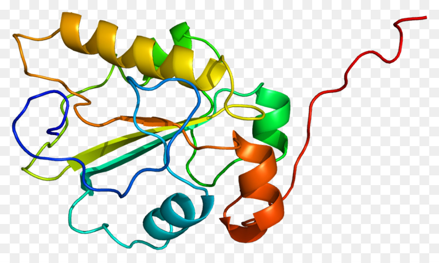 Protein Yapısı，Molekül PNG