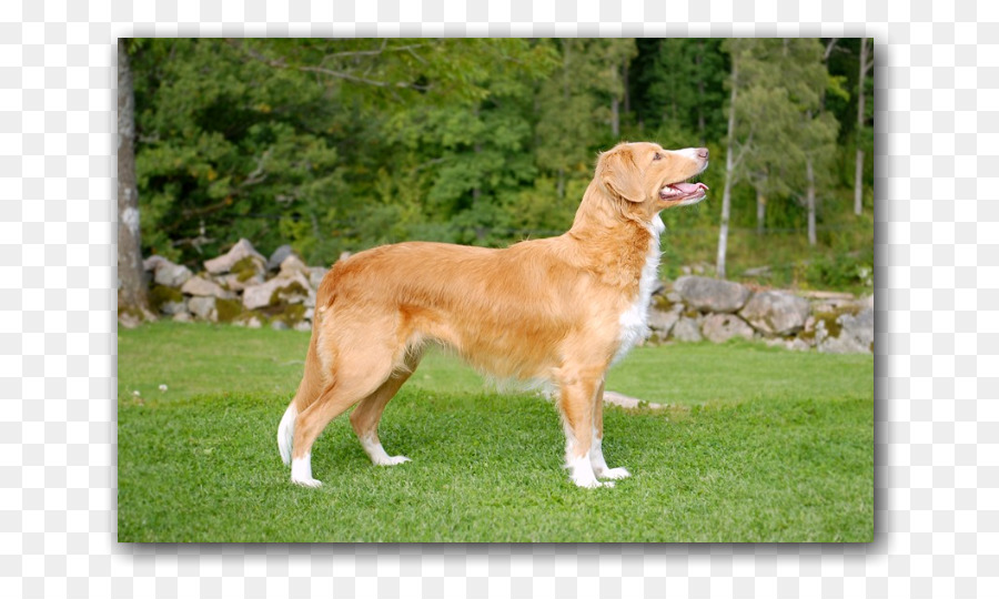 Nova Scotia Ördek Tolling Retriever，Golden Retriever PNG