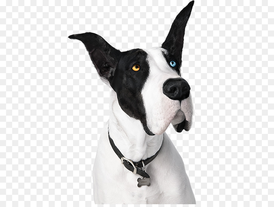 Siyah Beyaz Köpek，Heterokromi PNG