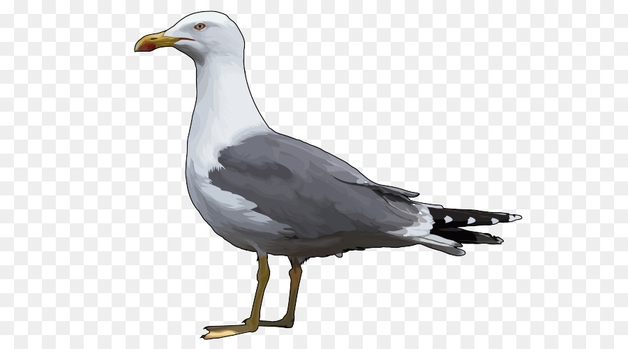 Avrupa Ringa Martı，Büyük Blackbacked Gull PNG