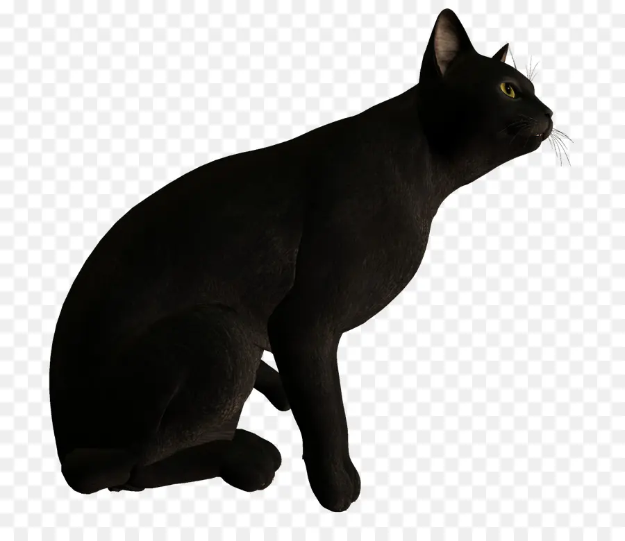Siyah Kedi，Bombay Kedi PNG