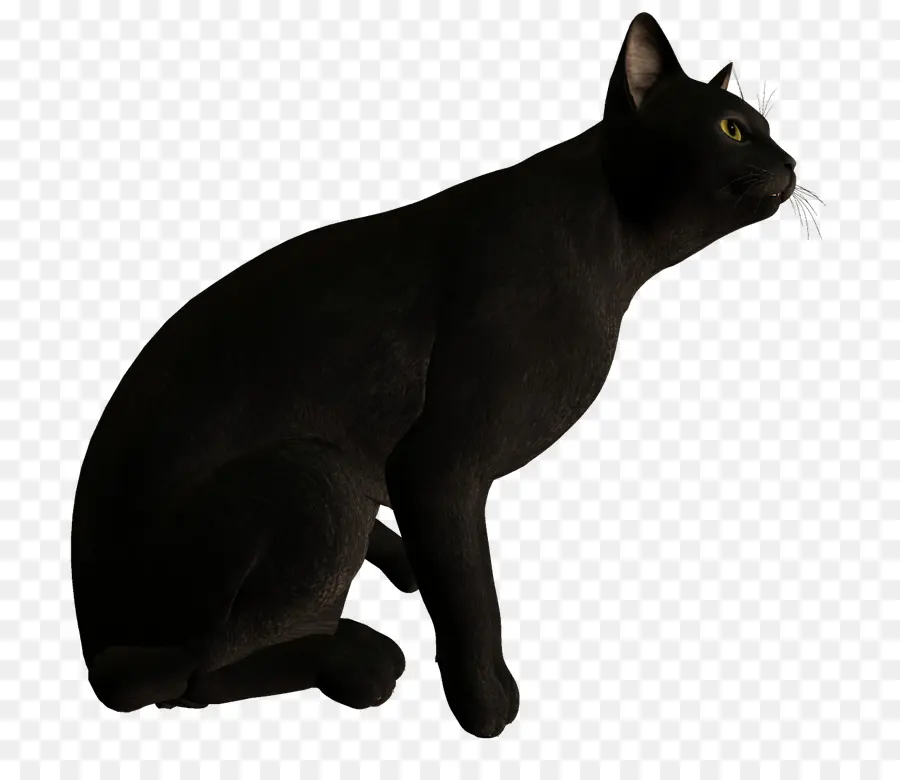 Kara Kedi，Kedi PNG