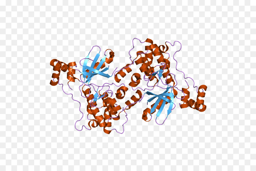 Protein Yapısı，Molekül PNG