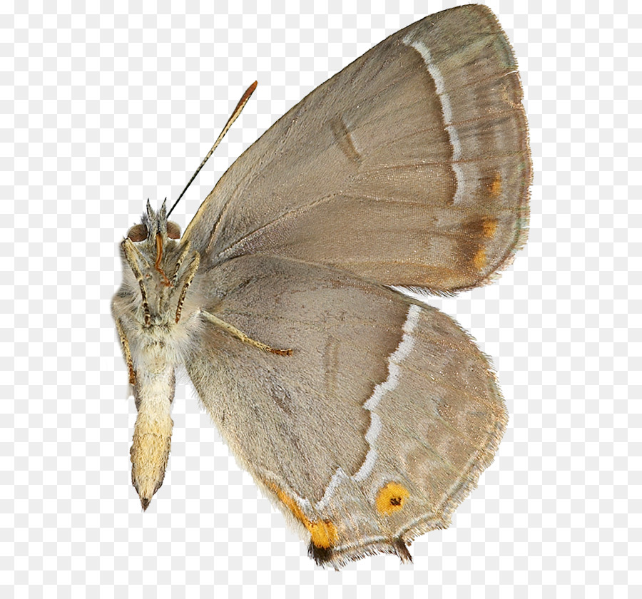 Gossamerwinged Kelebekler，Ipekböceği PNG