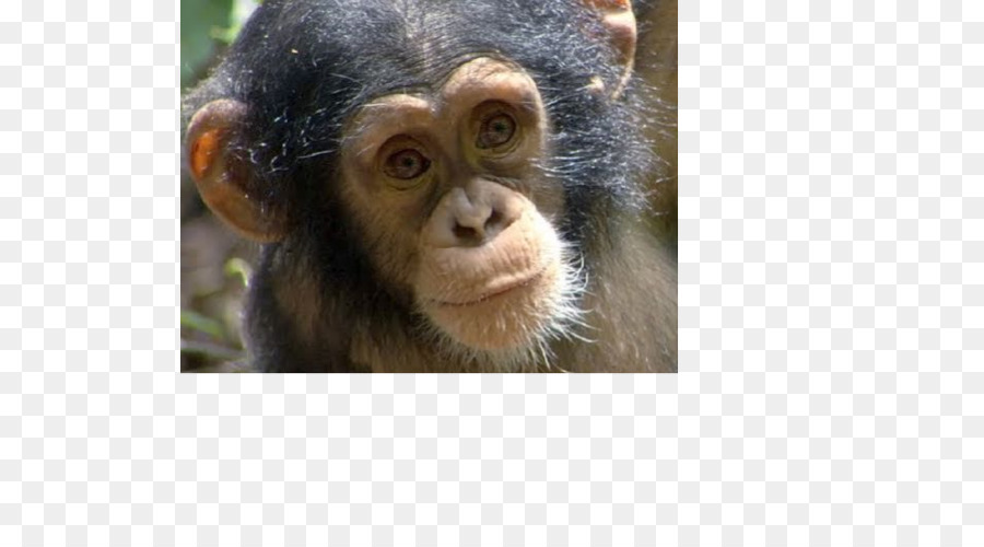 şempanze，Maymun PNG