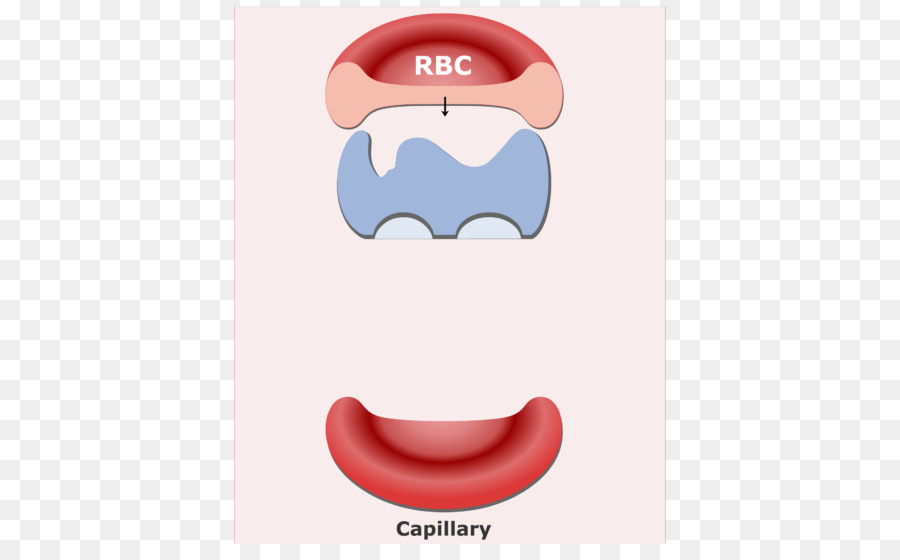 Kırmızı Kan Hücresi，Kılcal PNG