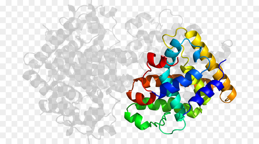 Protein Yapısı，Molekül PNG