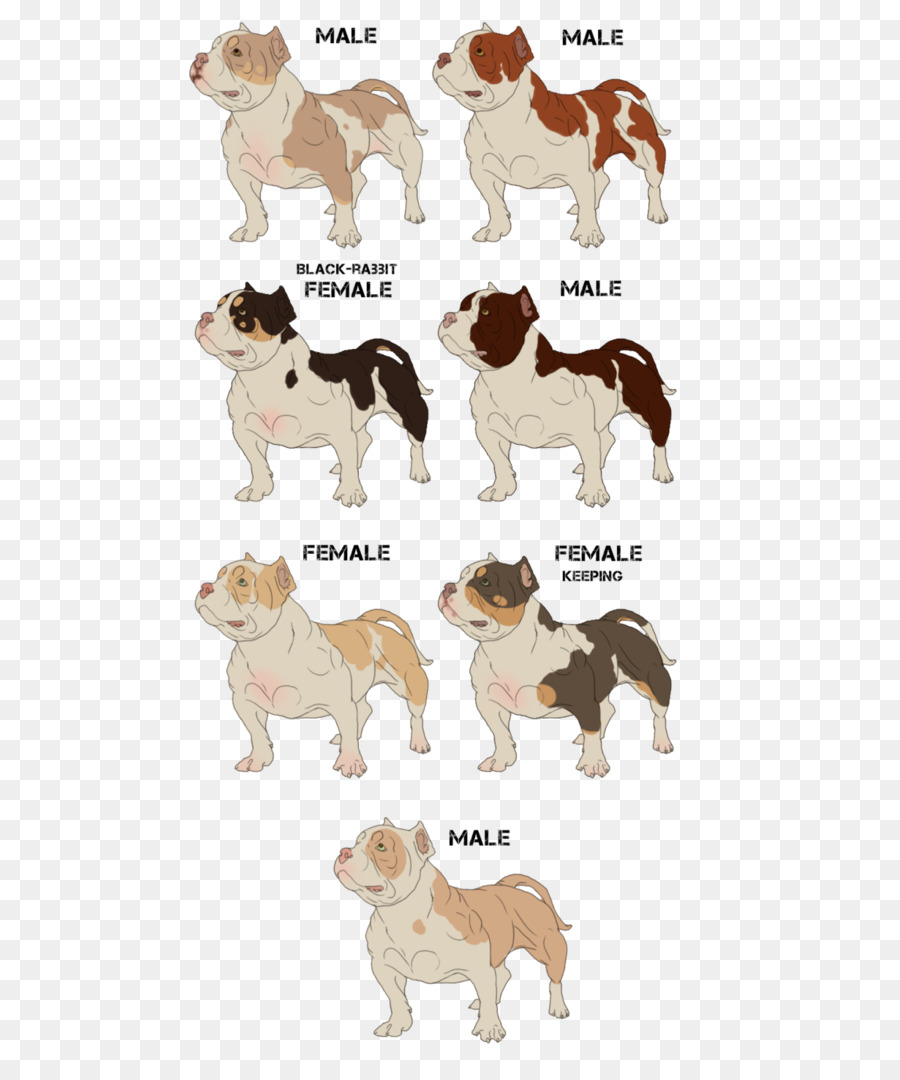 Köpek ırkı，Arkadaşı Köpek PNG