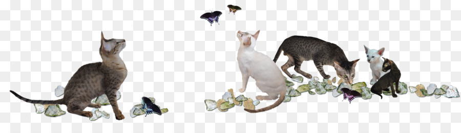 Tavşan，Kedi PNG